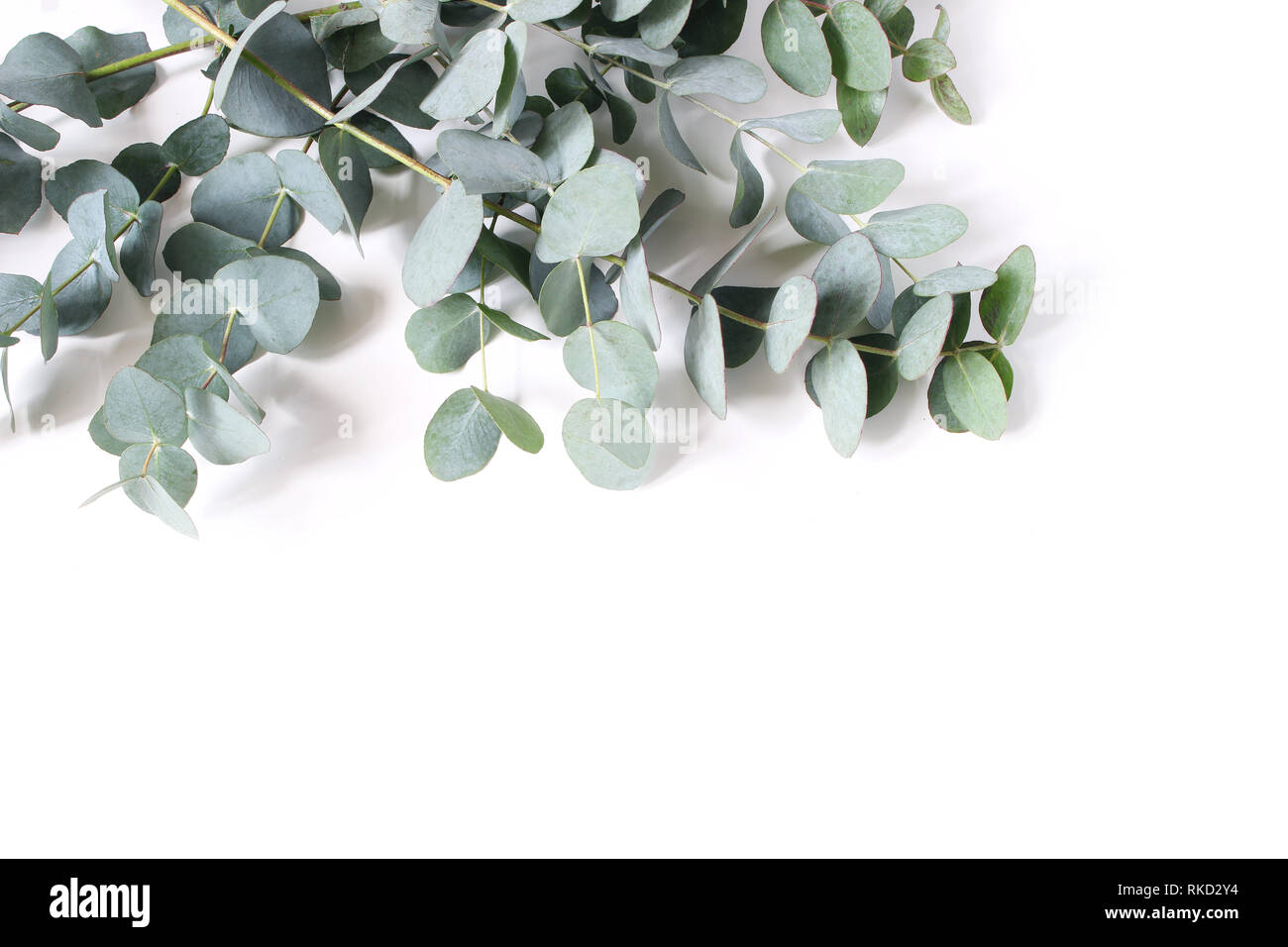 Libre de feuilles et de branches d'eucalyptus vert isolé sur fond blanc. Composition florale moderne, châssis botanique, la bannière. Style Féminin Banque D'Images