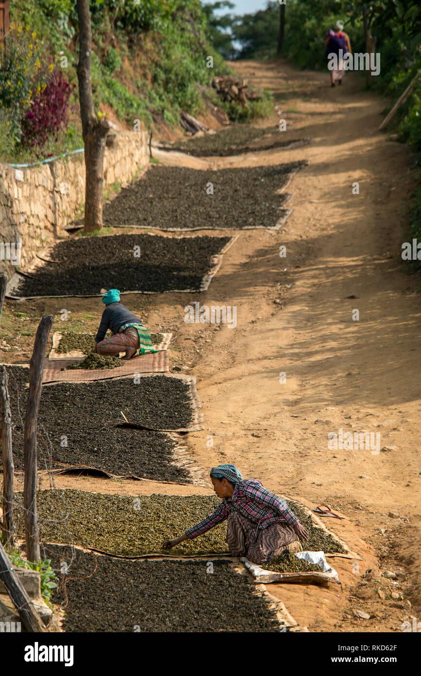 Birmans femelle travailleur d'agriculteurs perdent leurs feuilles de thé le long d'un chemin de terre de culture, Hsipaw, Myanmar. Banque D'Images