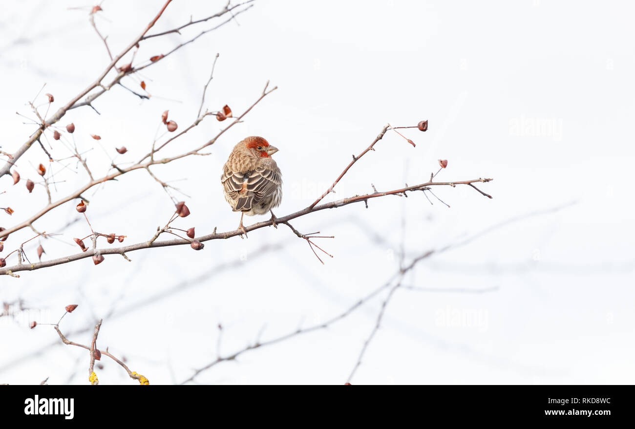 House finch bird perché sur une branche à Vancouver (Canada). Banque D'Images