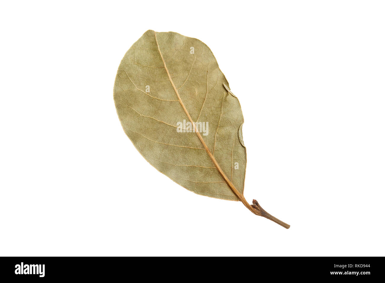 Les feuilles de laurier séchées isolé sur un fond blanc. Banque D'Images