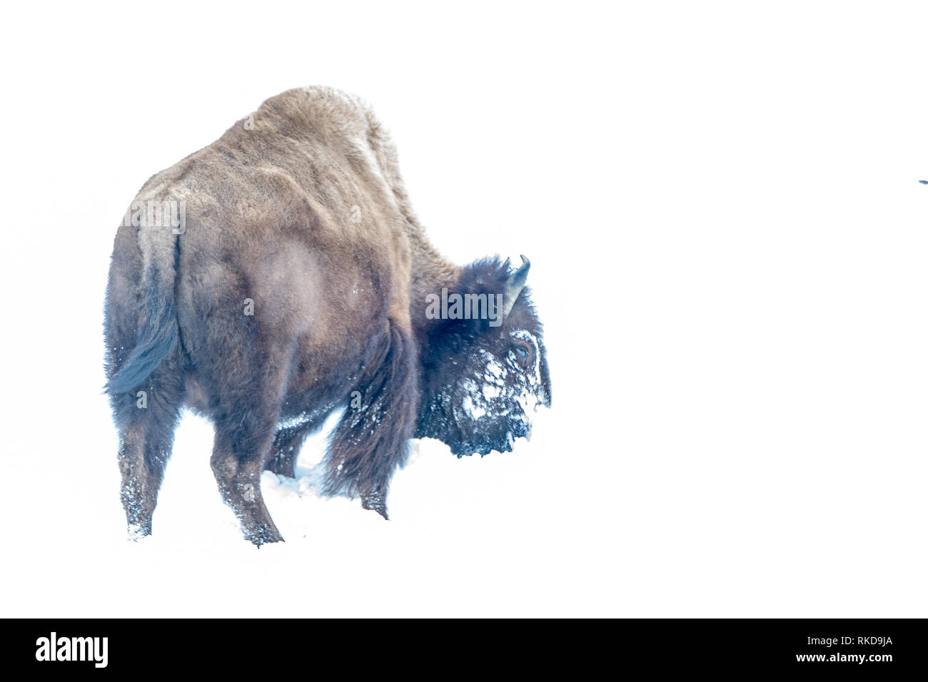 Le bison d'Amérique (Bison bison) dans l'emprise de l'hiver dans le Parc National de Yellowstone, États-Unis Banque D'Images