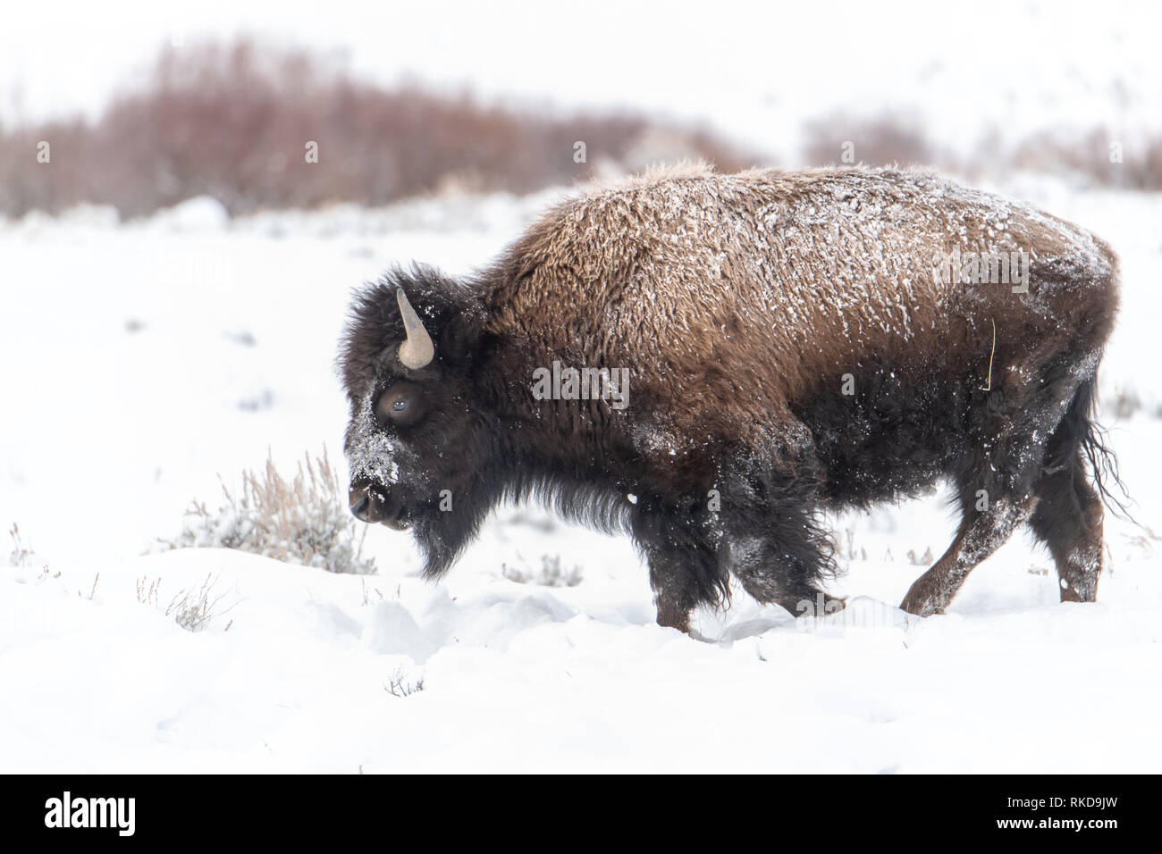 Le bison d'Amérique (Bison bison) dans l'emprise de l'hiver dans le Parc National de Yellowstone, États-Unis Banque D'Images