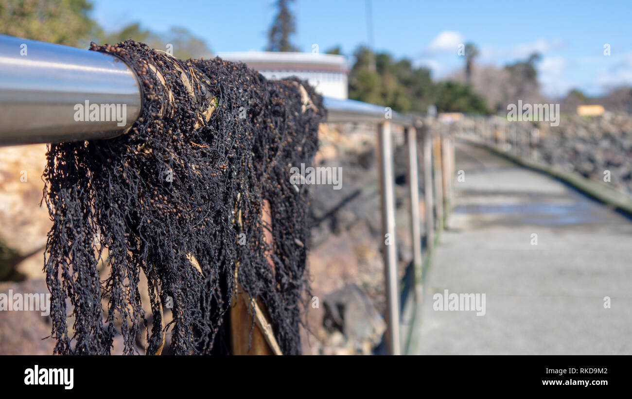Algues séchées sur les estrans à marée basse balustrade Passerelle Banque D'Images