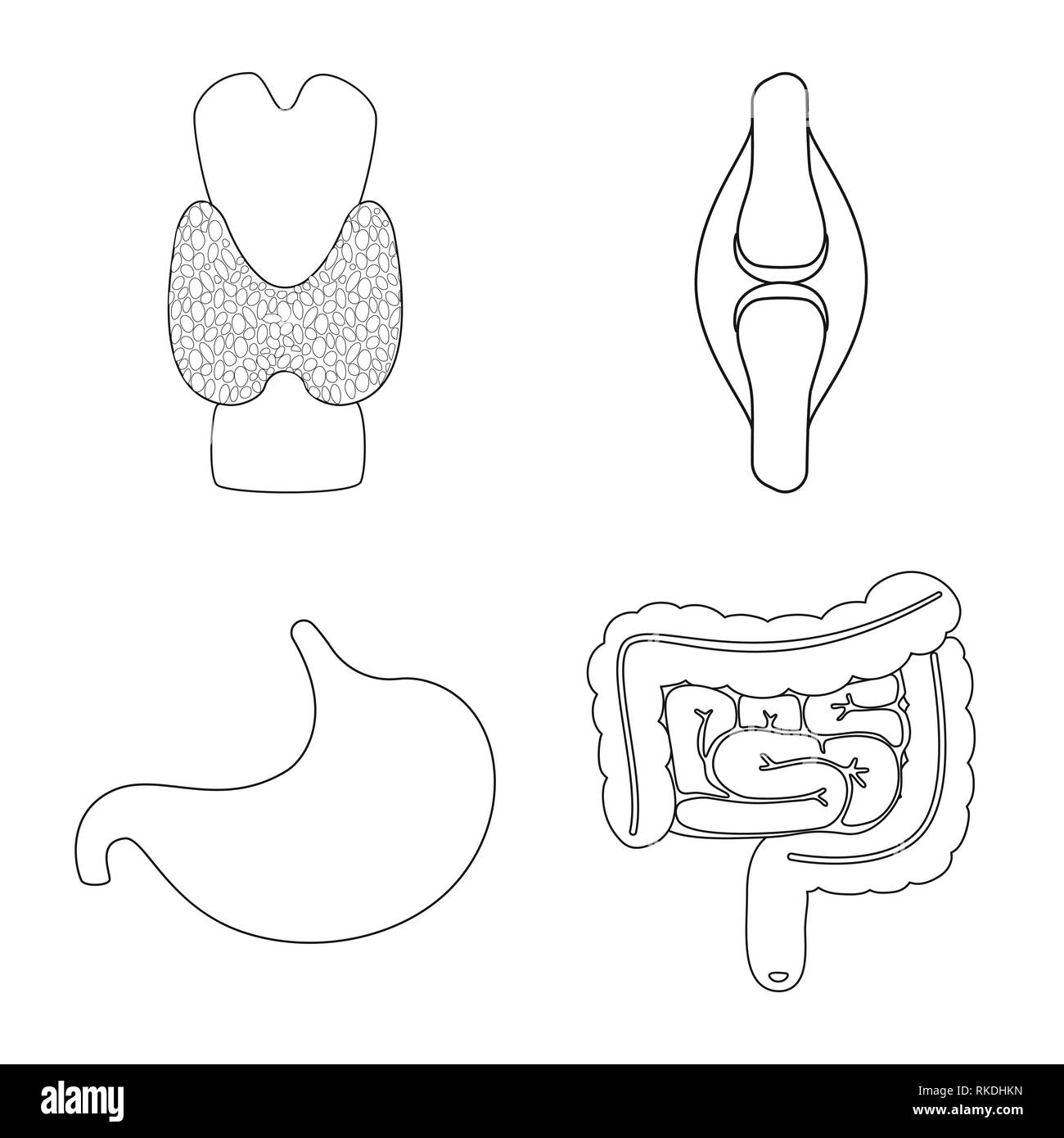 Os,dorsale de l'estomac, l'intestin, la moelle,tendon,digestif Gastro-intestinaux,,,orthopédique musculaire,corps,alimentaire,moelle,,jéjunum,joints,massage,brûlures d'acide,cartilage,dommage,,ache,science,mouvement,squelettique,bactéries,reflux,os,Anatomie Ligament,organe interne,,médical,des,santé,biologie,scientifique,recherche,laboratoire,,set,icône,,illustration,collection,isolé,design,graphisme,élément signe,ligne,plan,vecteurs vecteur , Illustration de Vecteur