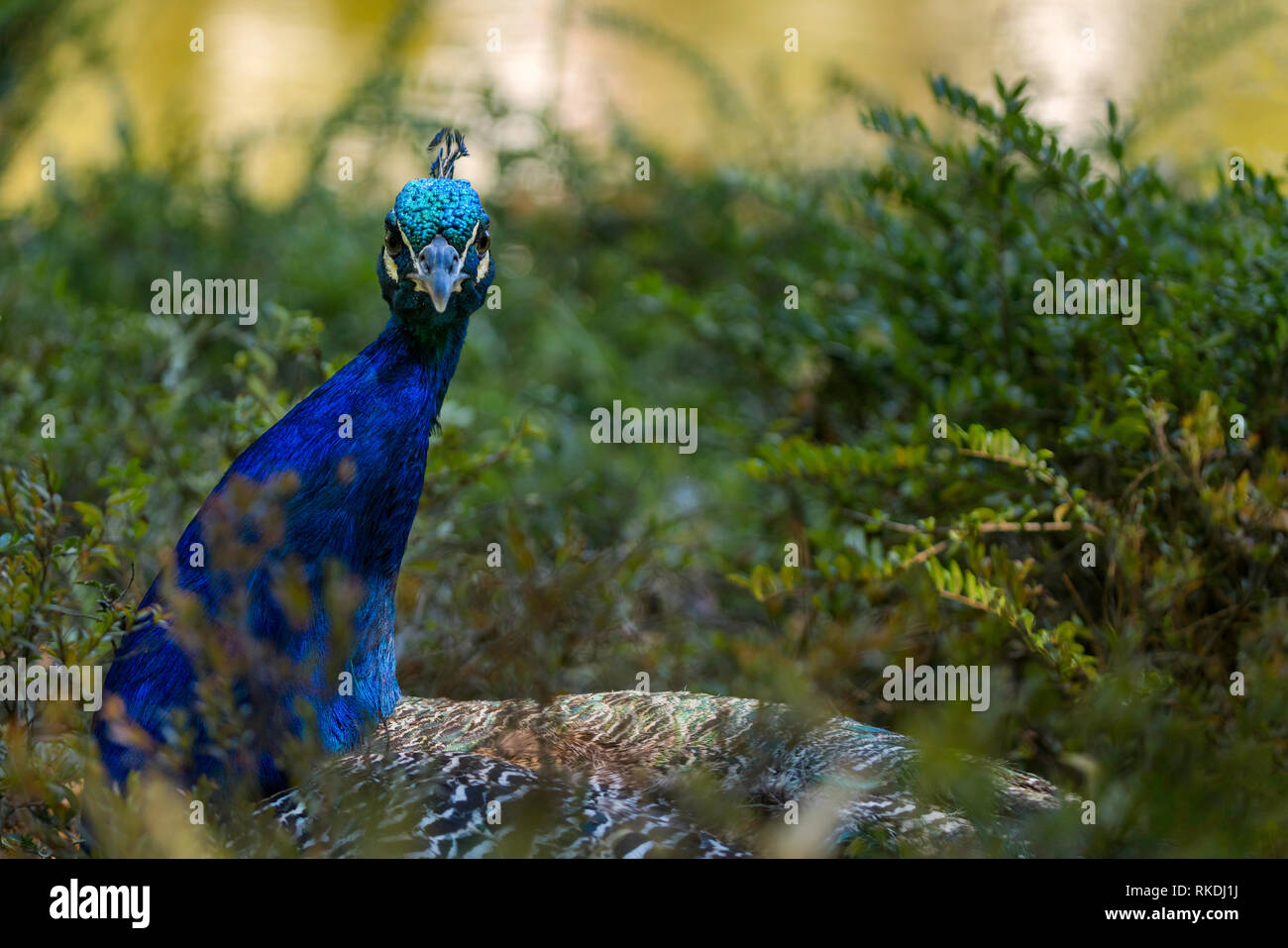Close up of peacock en buissons verts, vie sauvage des oiseaux Banque D'Images