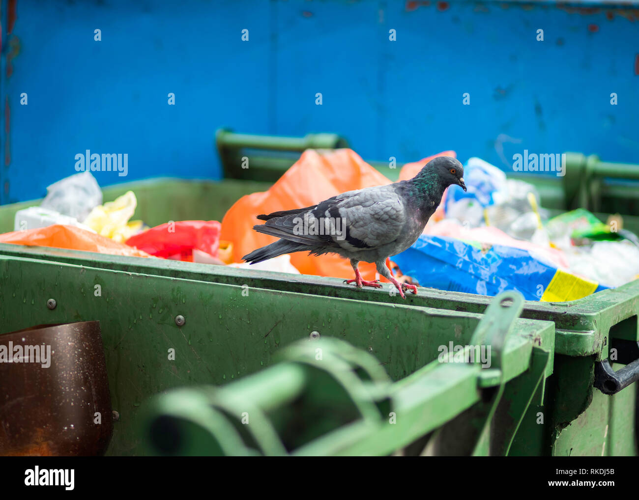 Pigeons sur des poubelles, des questions de soins de santé Banque D'Images
