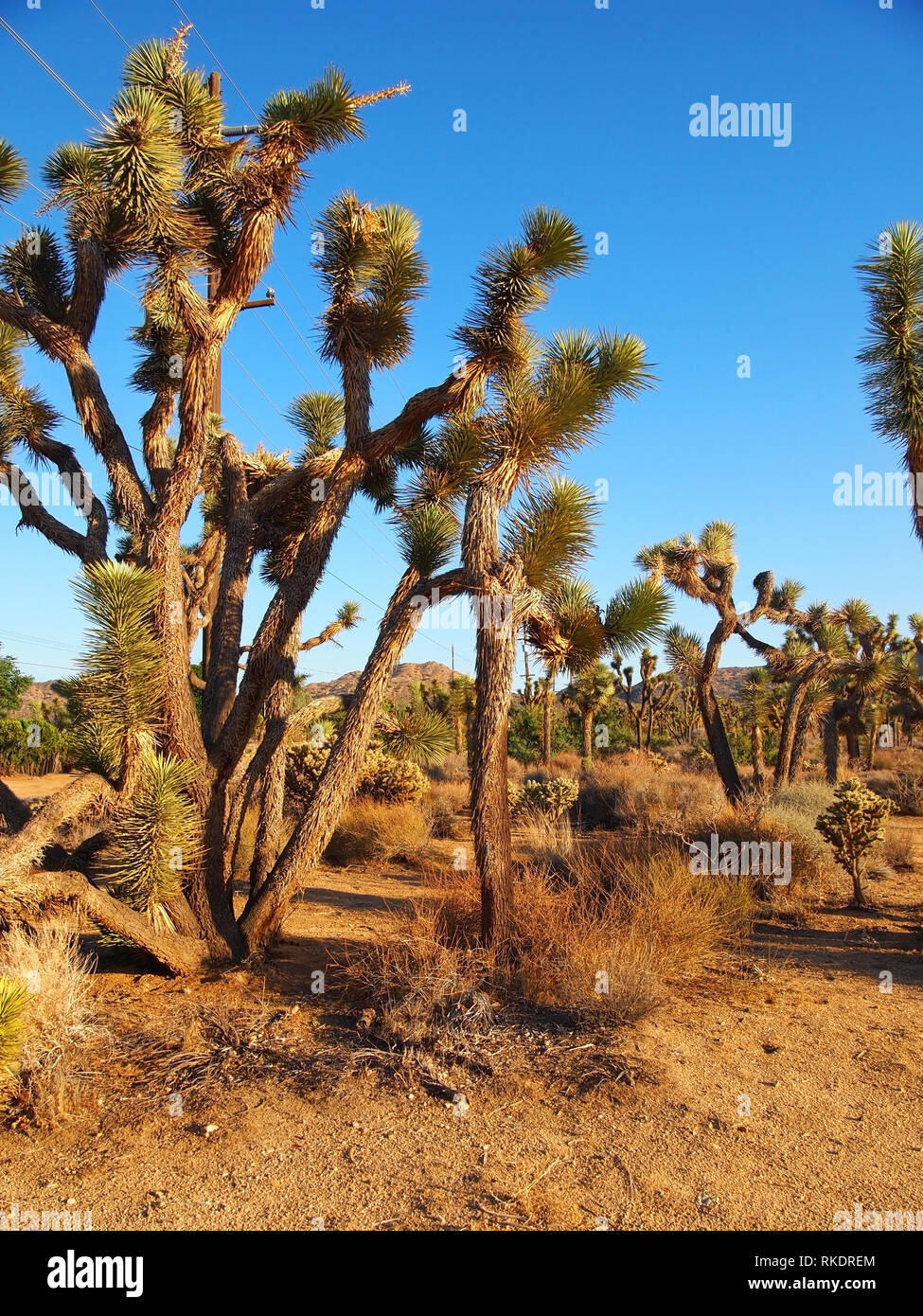 Un stand de Joshua arbres dans la ville de Joshua Tree, en Californie, avec des lignes à haute tension, montagnes, et ciel bleu en arrière-plan. Banque D'Images