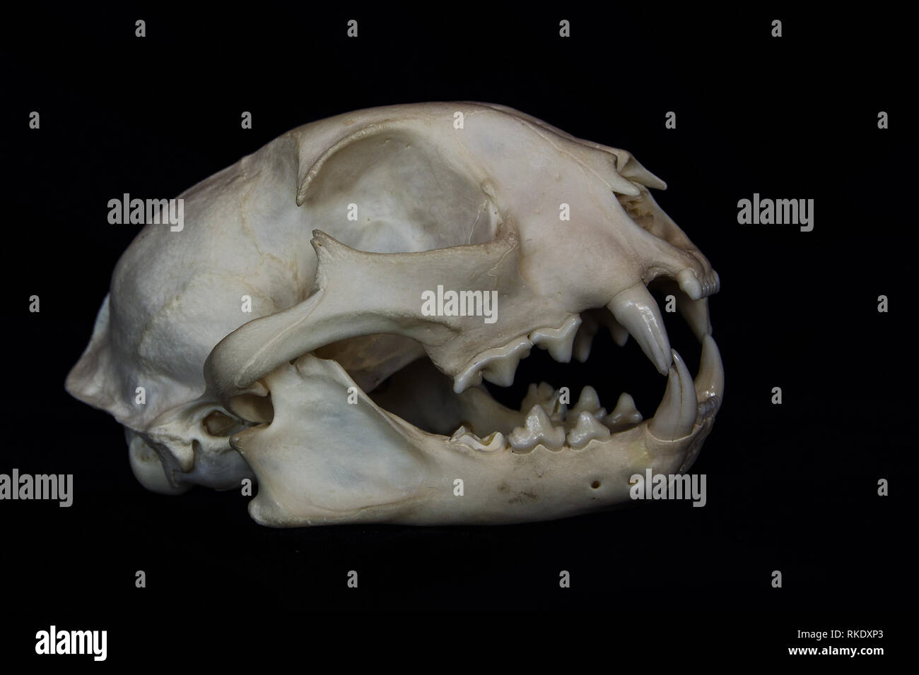 Crâne Bobcat avec de grandes dents en bouche ouverte isolé sur un fond noir Banque D'Images