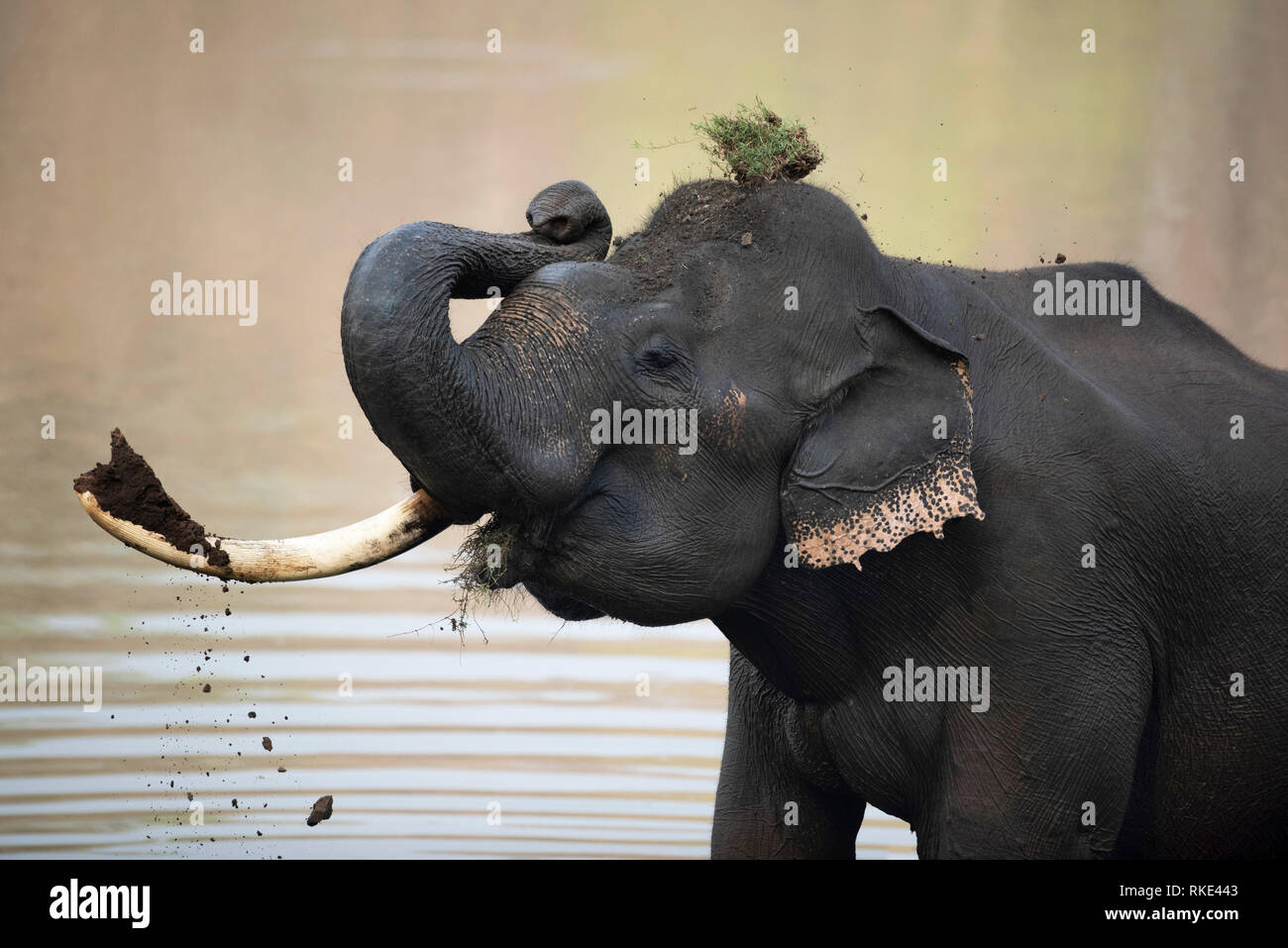 L'éléphant d'Asie, Elephas maximus, Donets Wildlife Sanctuary, Inde Banque D'Images