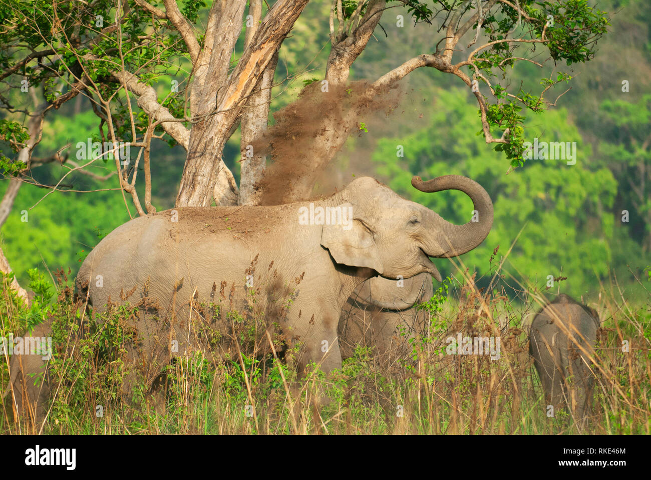 L'éléphant d'Asie, Elephas maximus, Jim Corbett National Park, Uttarakhand, Inde Banque D'Images
