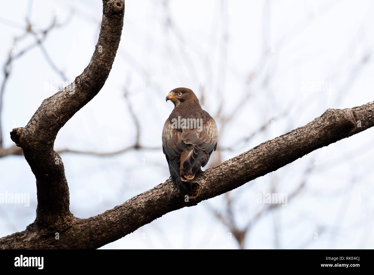 Aux yeux blancs Butastur teesa, Buzzard, Pench National Park, Madhya Pradesh, Inde Banque D'Images