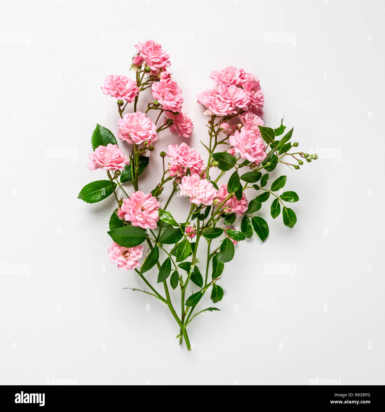Fleur rose rose Bunch, en forme d'coeur. Les petits rosiers grimpants en jardin d'été sur fond blanc. Haut de la vue, télévision lay. Floral design Banque D'Images