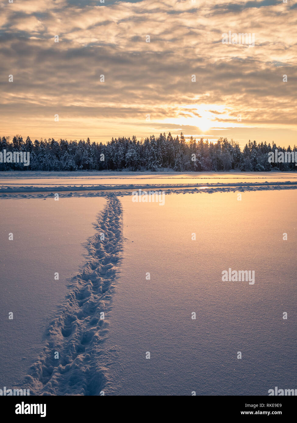 Paysage de neige au lever du soleil, les arbres en hiver en Finlande Banque D'Images