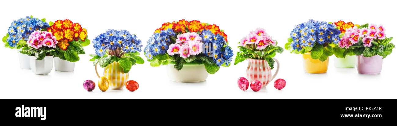 Printemps fleurs primrose, pot de fleurs avec bouquet de fleurs colorées primula et collecte des oeufs de pâques isolé sur fond blanc. Les éléments de conception, holida Banque D'Images