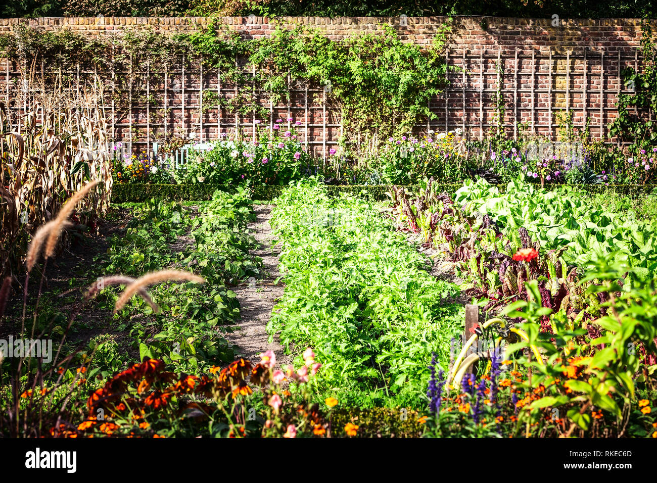 Dans le jardin de légumes d'été ensoleillé. Des fleurs, des herbes et des légumes dans le jardin arrière-cour. Eco friendly jardinage, activités de loisirs Banque D'Images