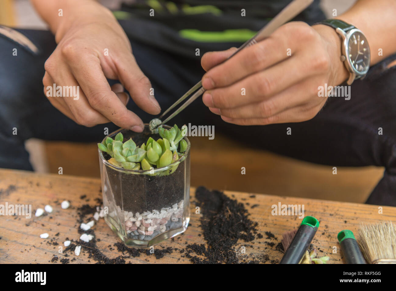 Décorer le jardinier plantes succulentes sur un verre Banque D'Images