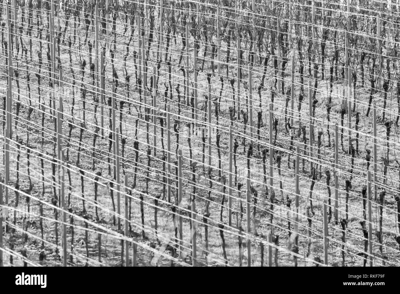 Vignoble les vignes avec des lignes dans le gel avec des câbles métalliques comme plein écran monochrome d'arrière-plan Banque D'Images