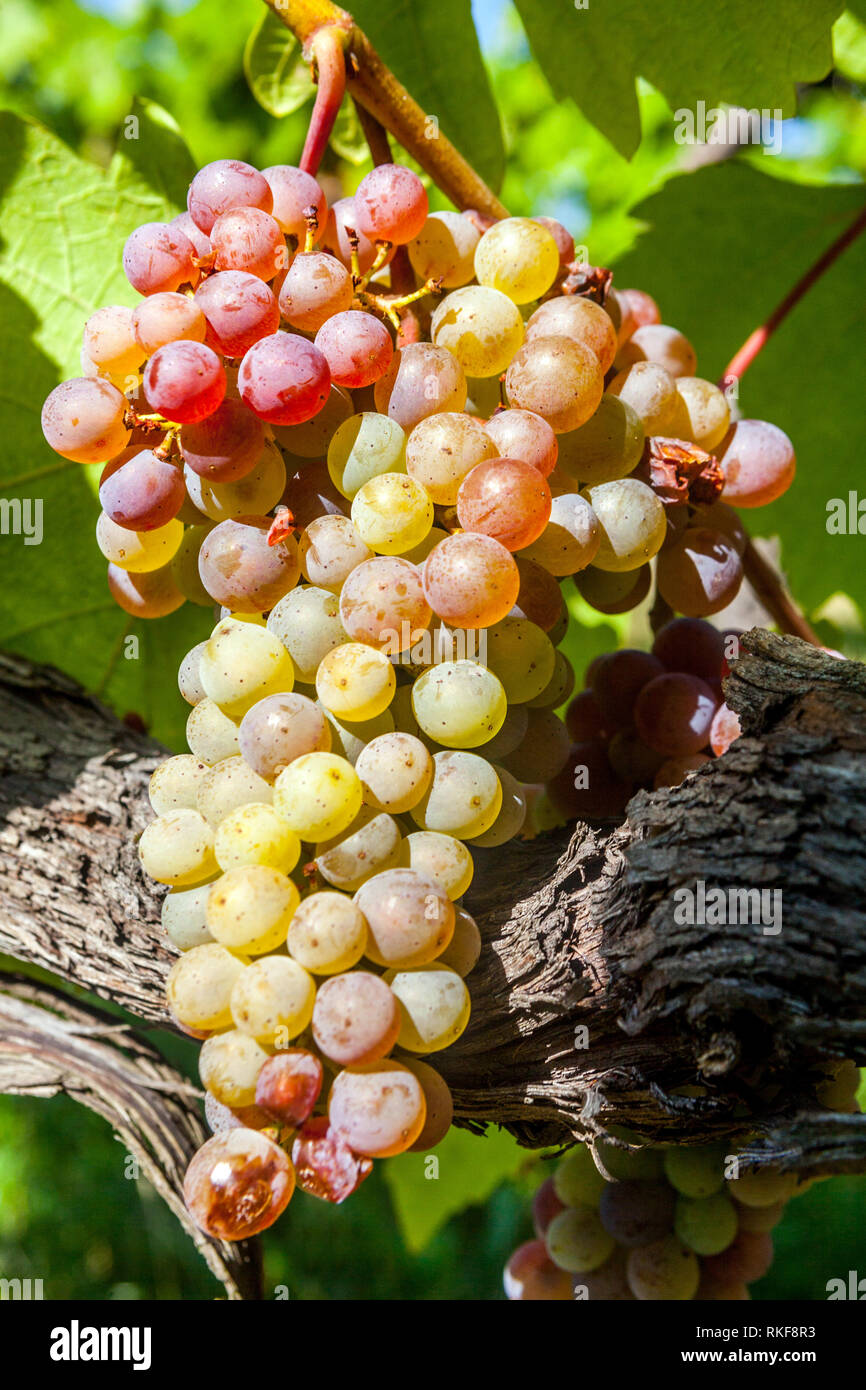 Délicieux bouquet de raisins sur des raisins de vin de vigne en plante Banque D'Images