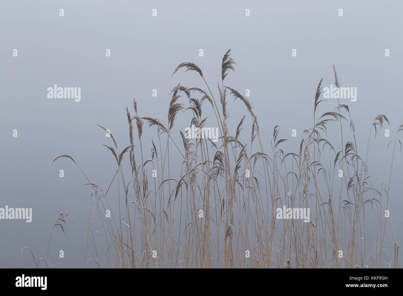 Roseau commun (Phragmites australis) Banque D'Images