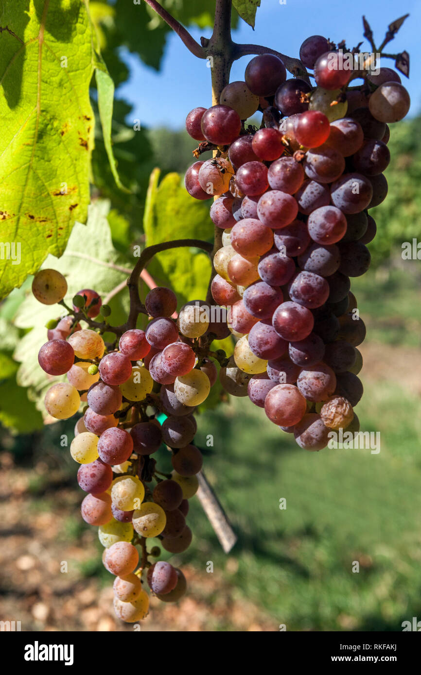 Mûrissement des raisins sur la vigne bouquet de raisins sur la vigne Europe raisins en plante vin blanc raisins Banque D'Images