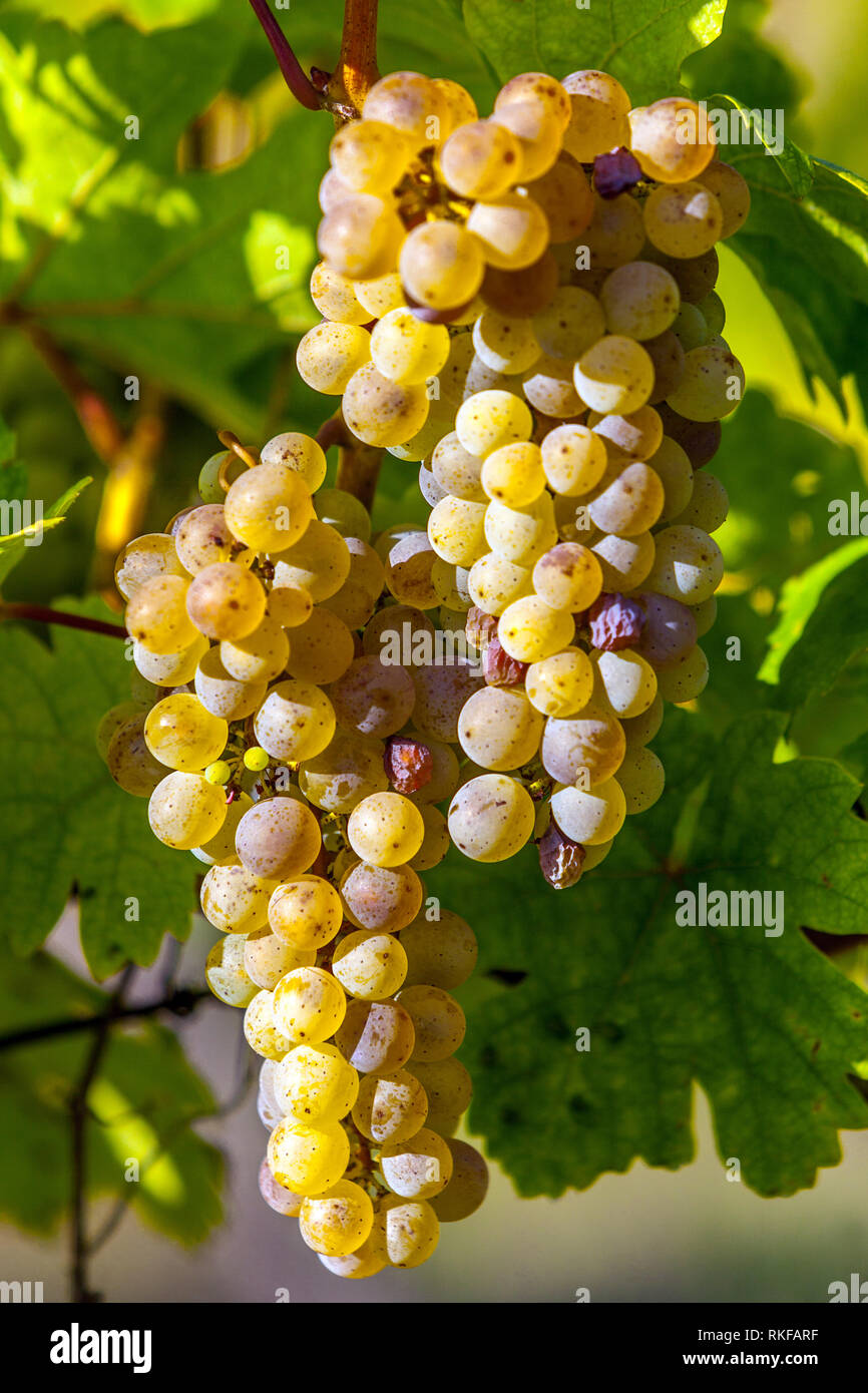 Mûrissement des raisins sur la vigne bouquet de raisins sur la vigne Europe raisins en plante vin blanc raisins Banque D'Images