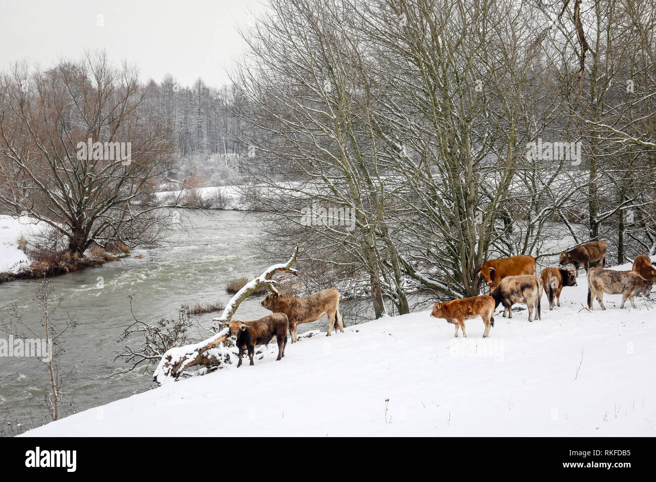 Datteln, Ruhr, Rhénanie du Nord-Westphalie, Allemagne - la Lippe en hiver avec de la glace et la neige, les bovins Aubracs primitive, ici, vivre toute l'année un Banque D'Images