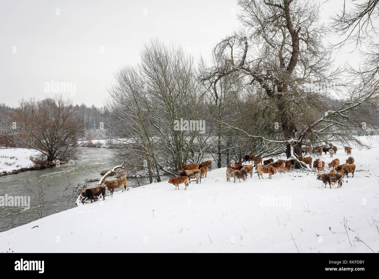 Datteln, Ruhr, Rhénanie du Nord-Westphalie, Allemagne - la Lippe en hiver avec de la glace et la neige, les bovins Aubracs primitive, ici, vivre toute l'année un Banque D'Images