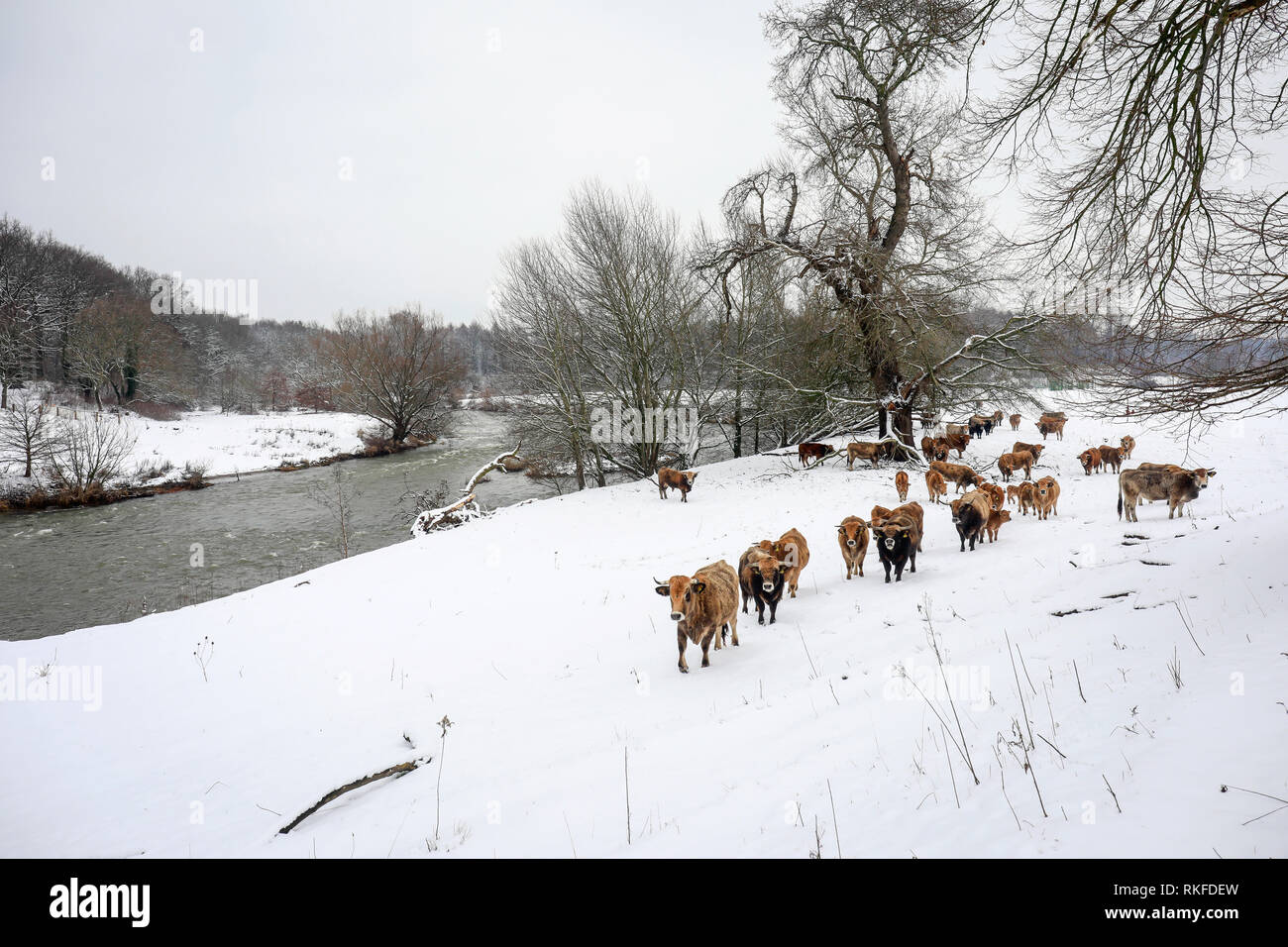Datteln, Ruhr, Rhénanie du Nord-Westphalie, Allemagne - la Lippe en hiver avec de la glace et la neige, les bovins Aubracs primitive, ici, vivre toute l'année un Banque D'Images