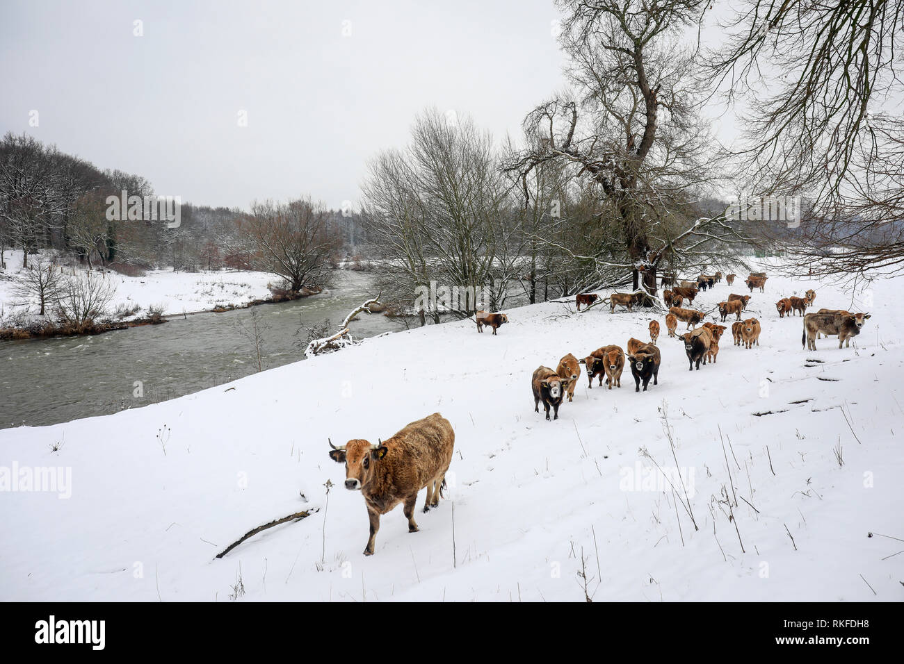 Datteln, Ruhr, Rhénanie du Nord-Westphalie, Allemagne - la Lippe en hiver avec de la glace et la neige, les bovins Aubracs primitive, ici, vivre toute l'année un Banque D'Images