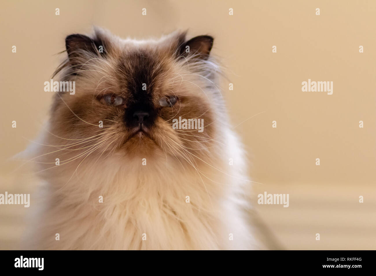 Persian Cat Himalayan Portrait Banque De Photographies Et D Images A Haute Resolution Alamy Persian Cat Himalayan Portrait Banque De Photographies Et D Images A Haute Resolution Alamy