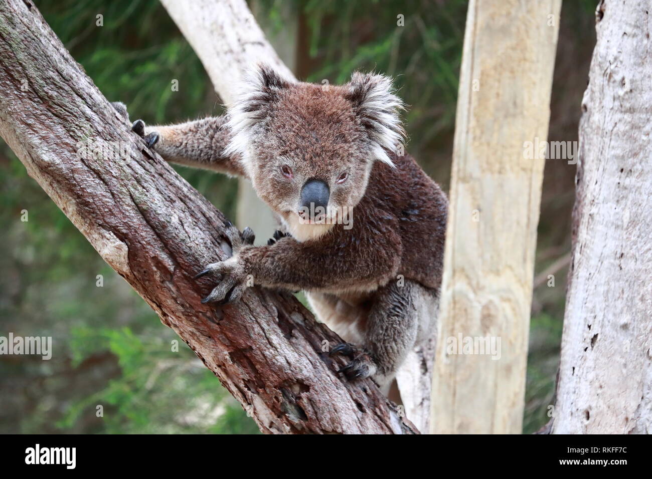 Bébé Koala Porte Sur L'arbre. Banque D'Images et Photos Libres De