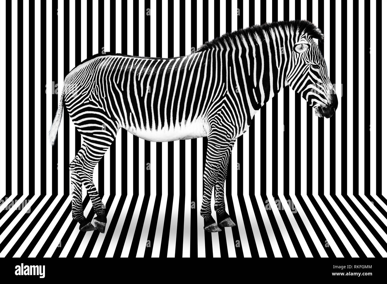 Zebra surréaliste sur fond rayé noir et blanc Banque D'Images