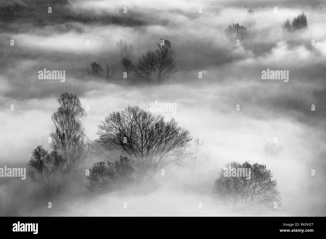 La forêt brumeuse au lever du soleil, la photographie en noir et blanc, Italie Banque D'Images