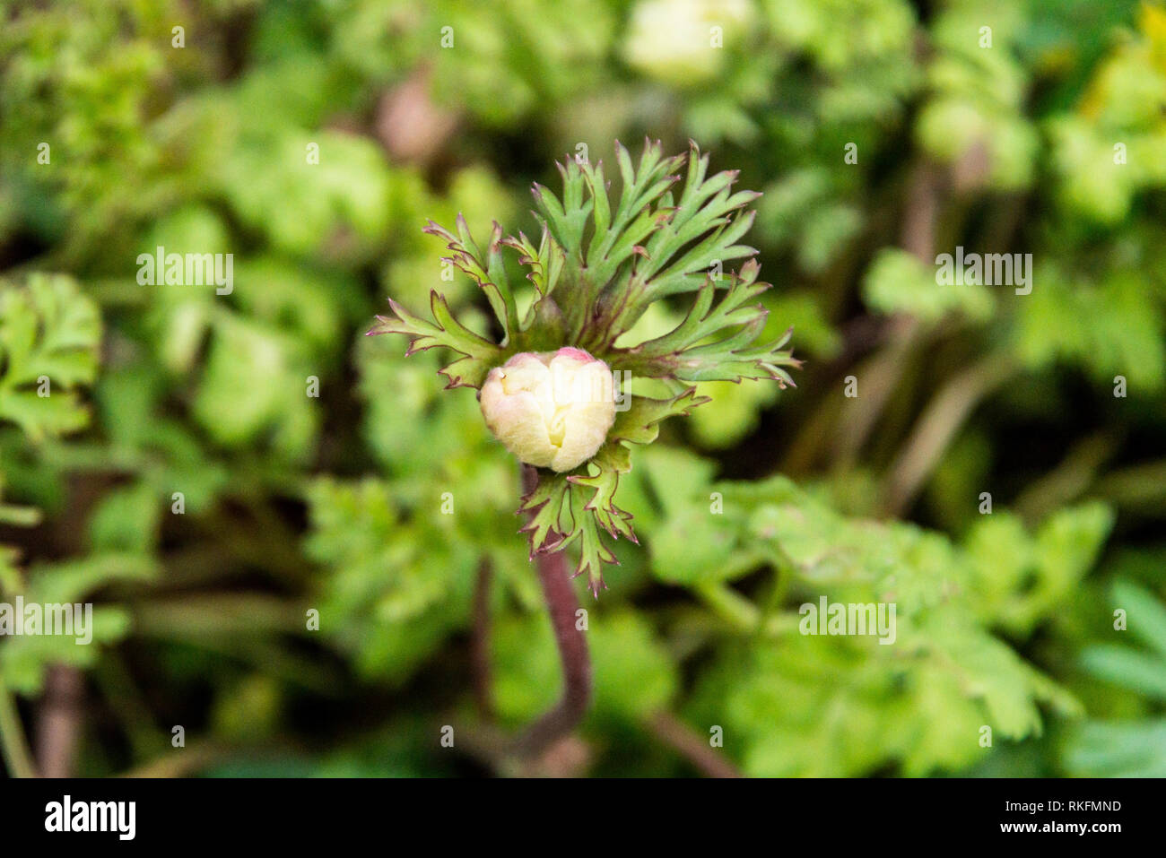 Le bourgeon d'une anémone anémone coronaria (jardin) Banque D'Images