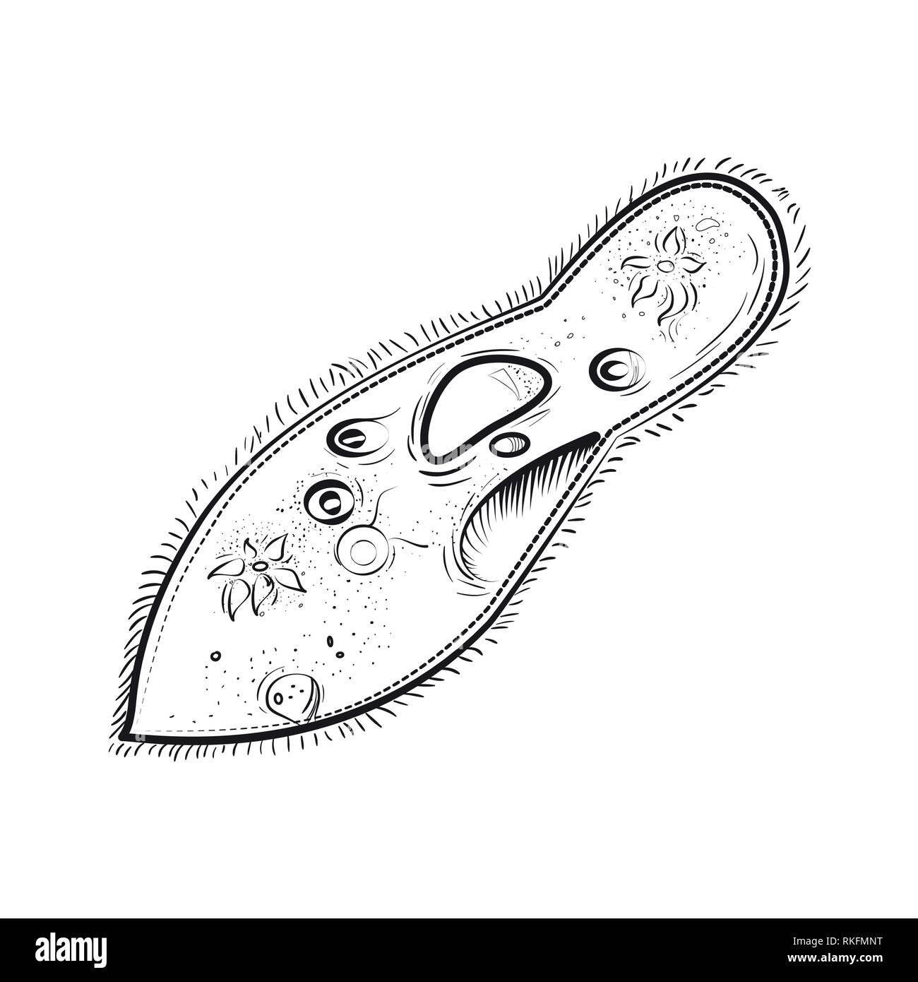 Infusoria microbiologie icône. Illustration vecteur EPS 10 Illustration de Vecteur