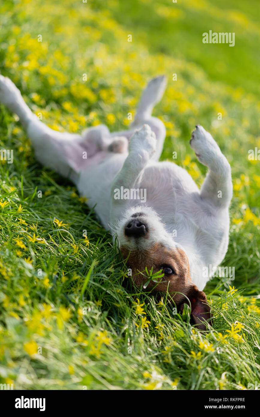 Chien se vautrer sur l'herbe et de se gratter le dos pendant la saison des allergies de printemps Banque D'Images