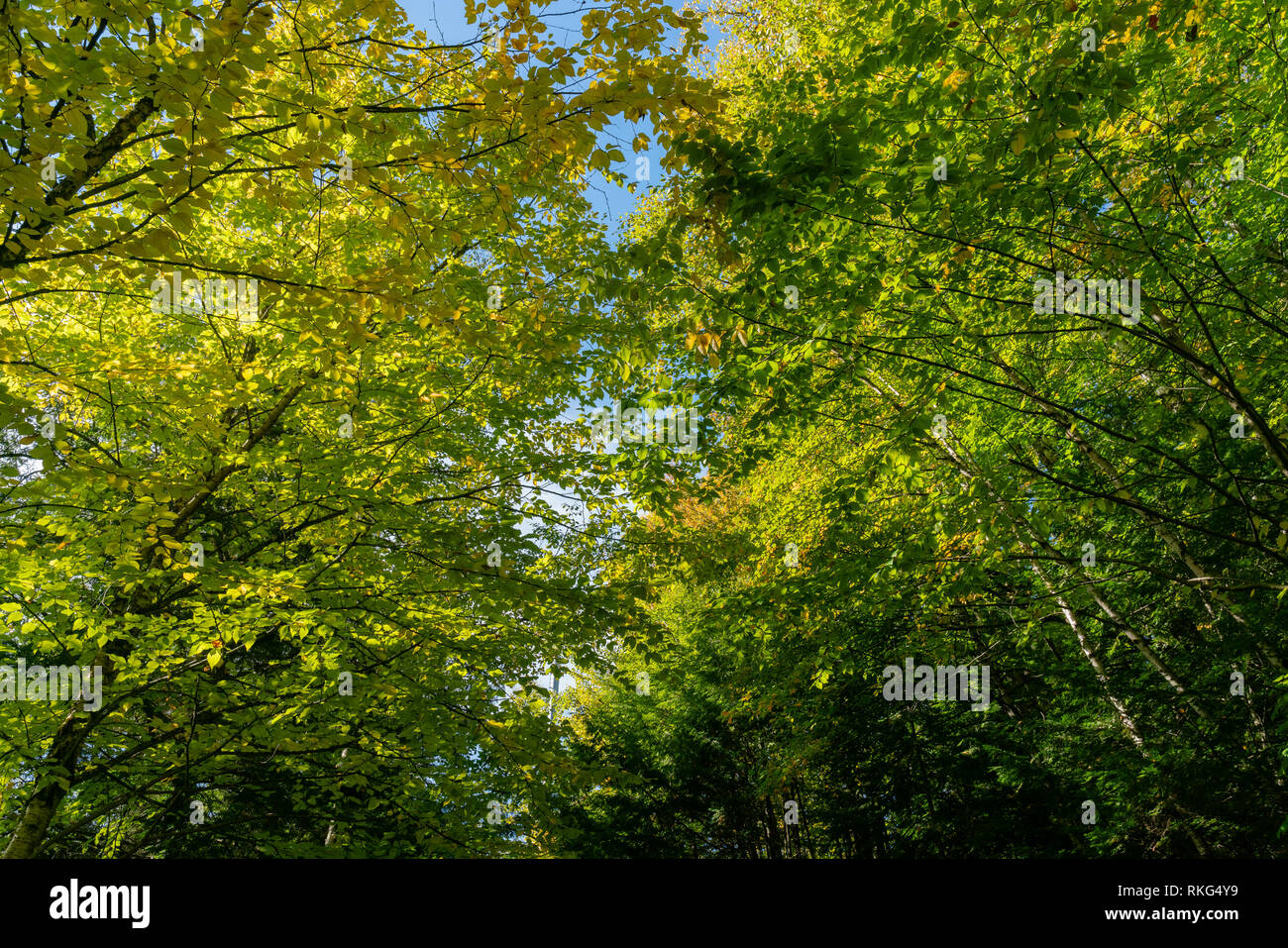 Belle couleur d'automne de la Chute Montmorency à Québec, Canada Banque D'Images