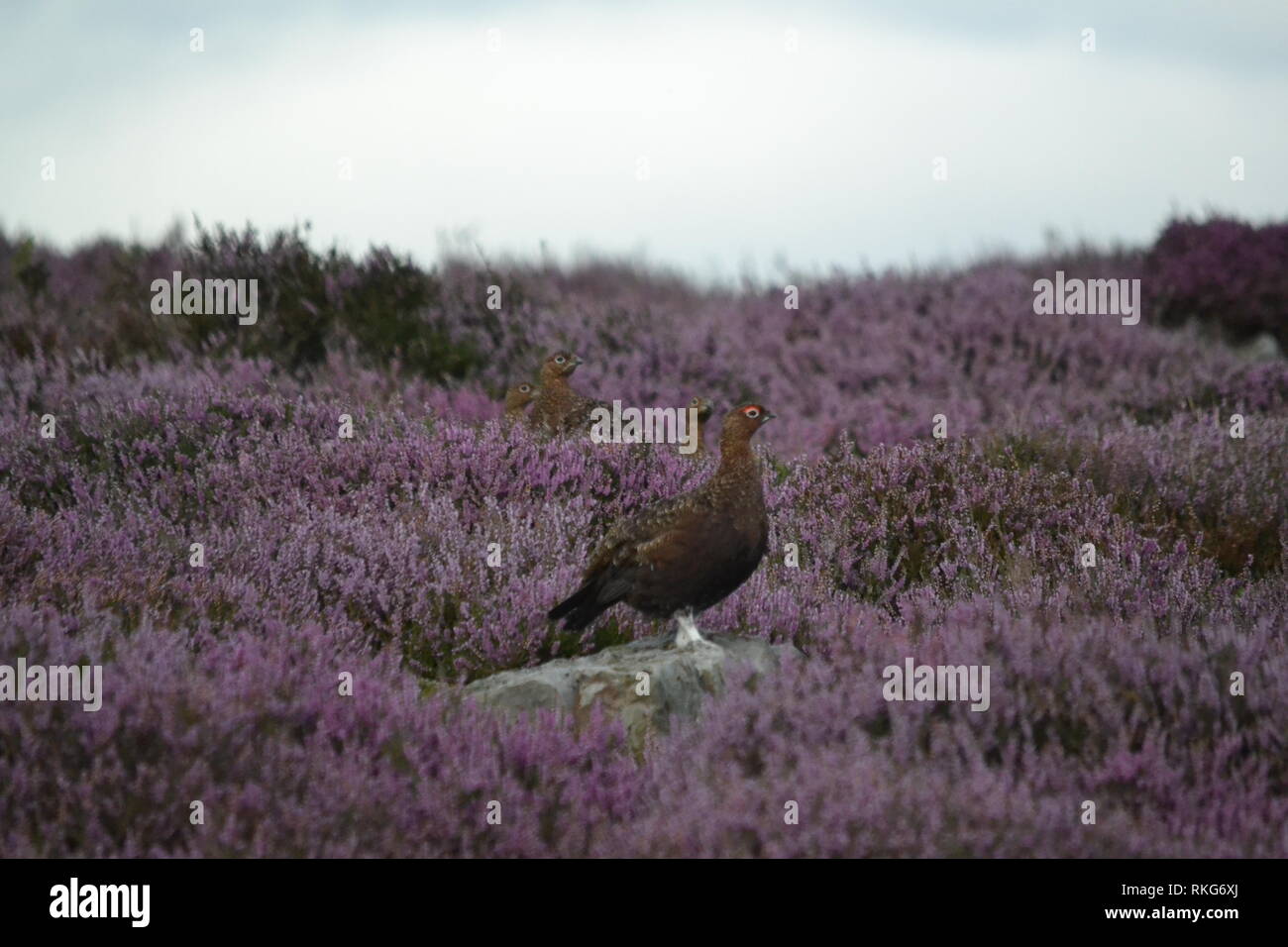 La famille des tétras errant sur le North Yorkshire Moors parmi la floraison purple heather. Banque D'Images