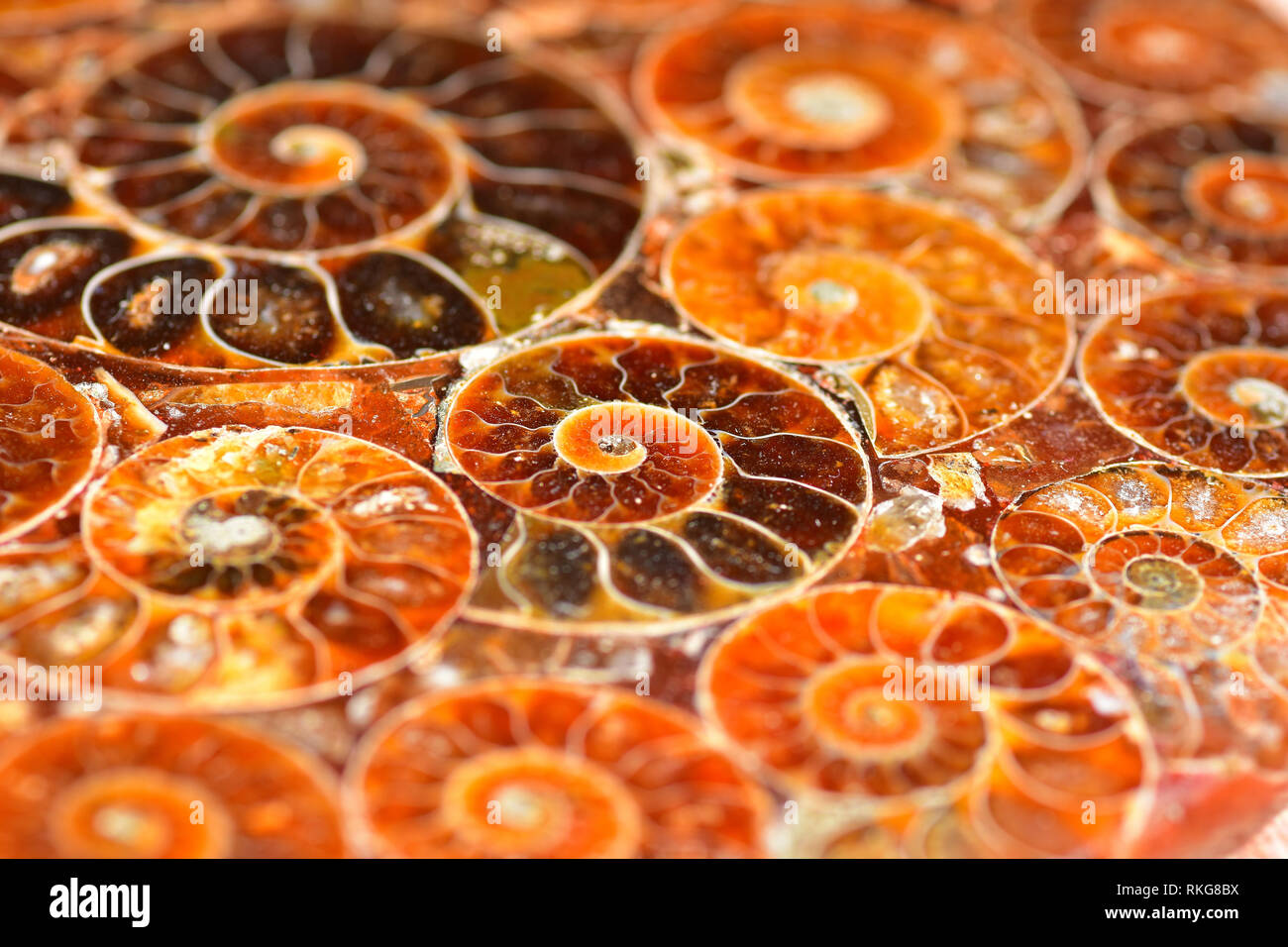 Fossiles d'Ammonites sectionnés en résine ensemble Banque D'Images