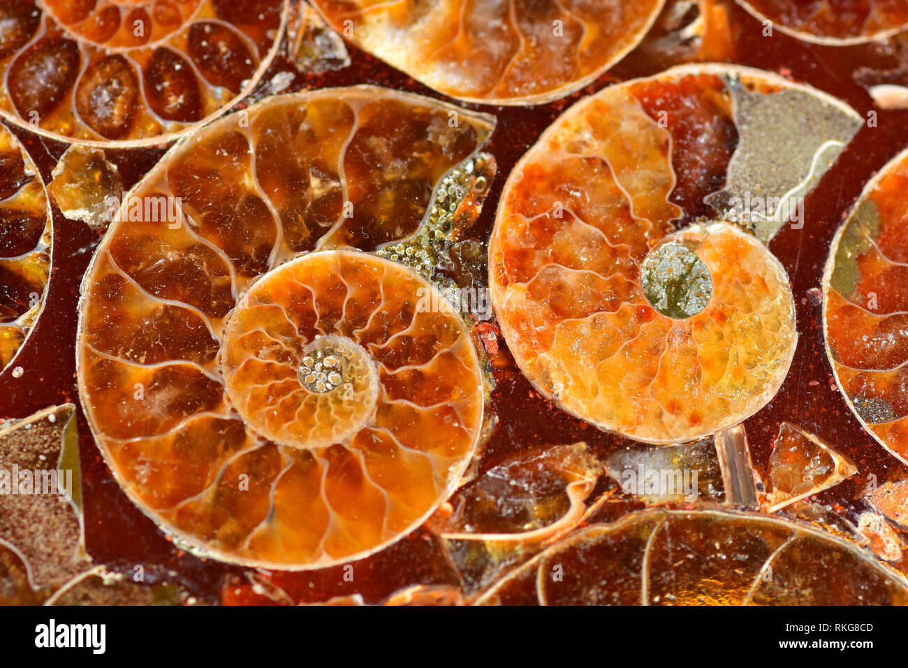 Fossiles d'Ammonites sectionnés en résine ensemble Banque D'Images