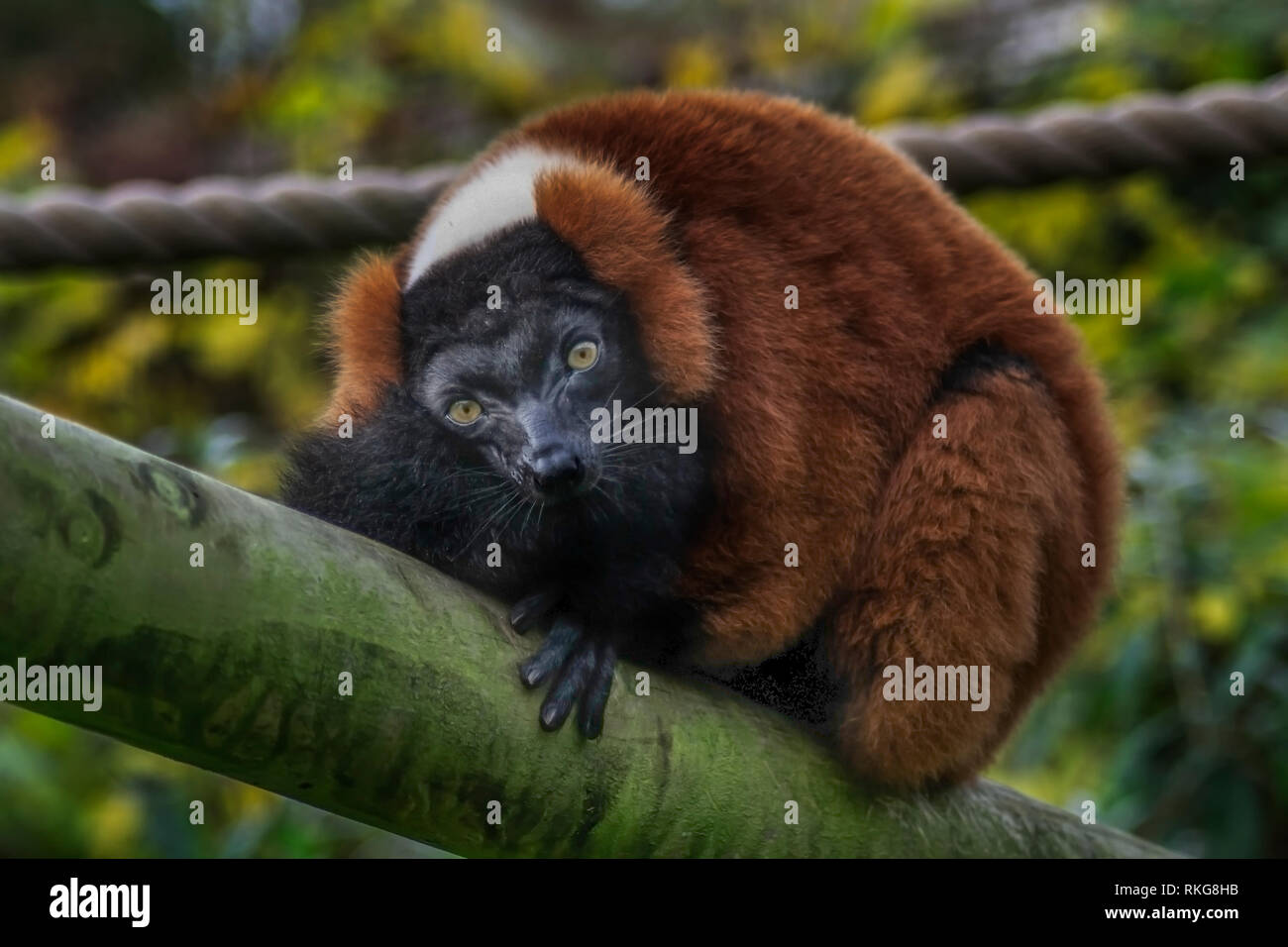 Au Zoo de Marwell, Southampton, UK Banque D'Images