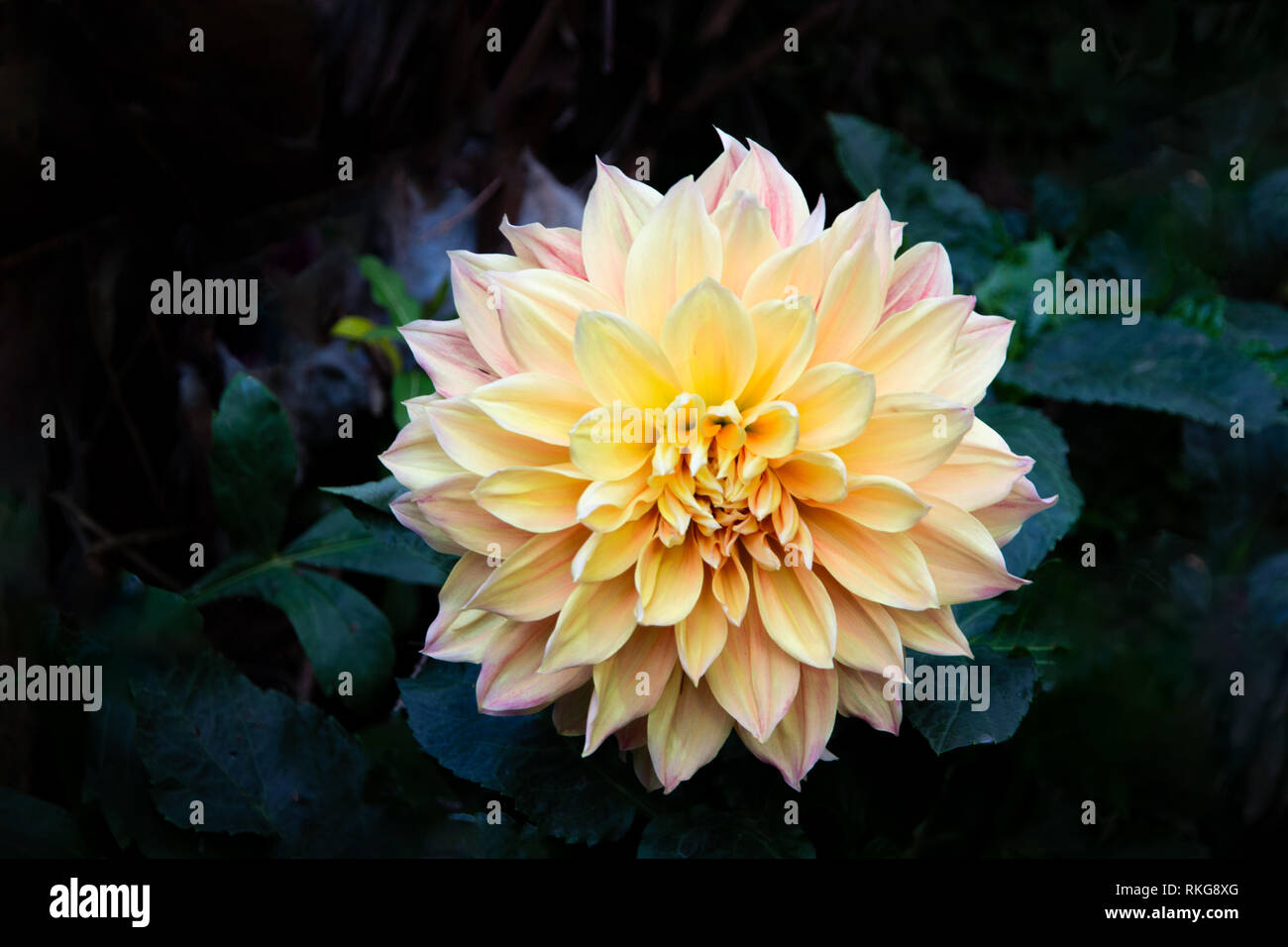 Fermé Rose Et Jaune Fleur Dahlia Frais Contre Fond Vert