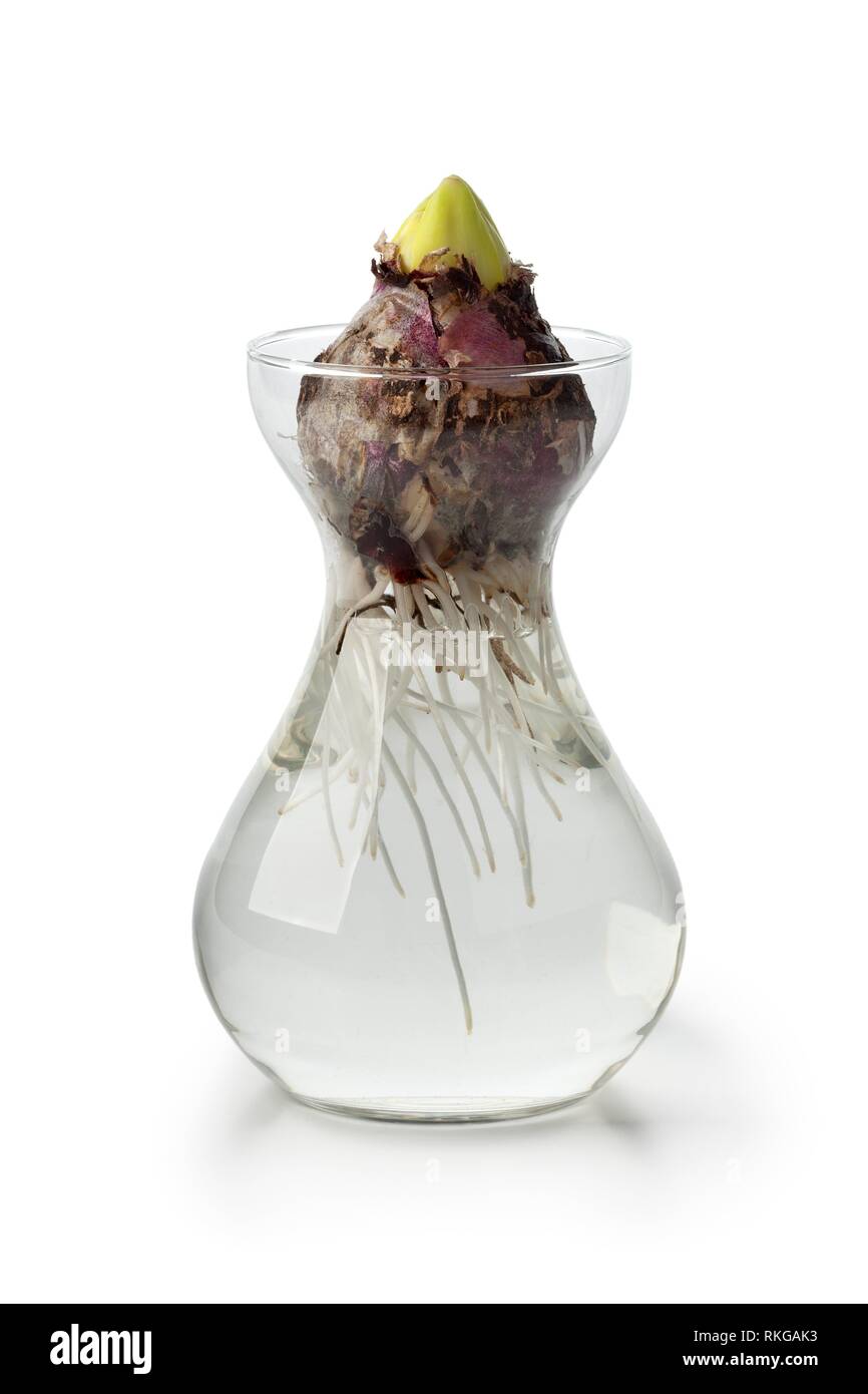 Fleur Jacinthe commence à augmenter dans un vase de verre. Banque D'Images