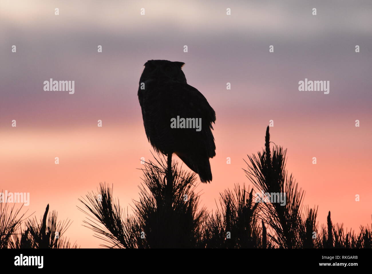 Une silhouette de Grand-duc d'Amérique perché sur un pin au coucher du soleil à El Cerrito, CA. Banque D'Images