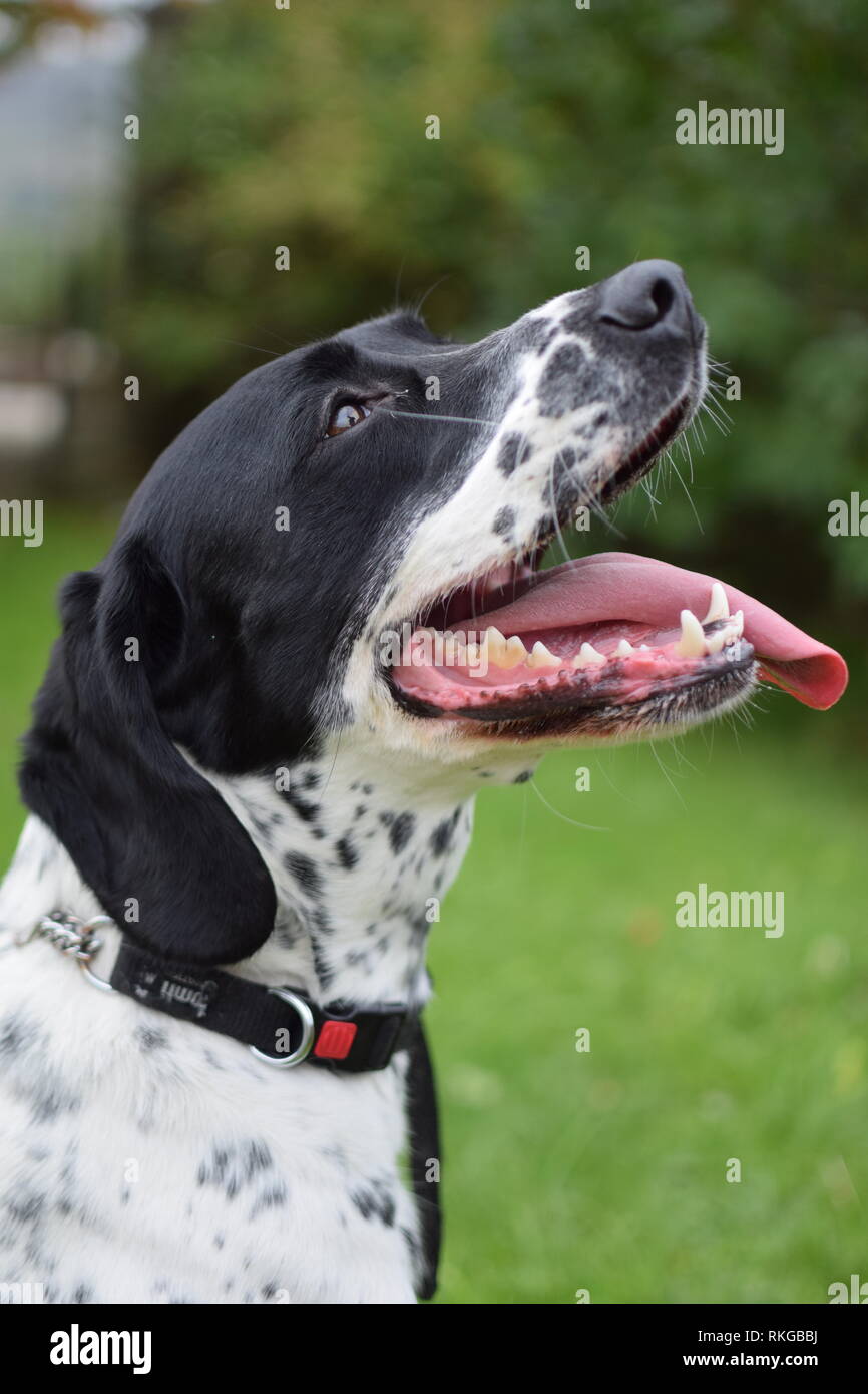 Une croix braque allemand Springer Spaniel chien noir et blanc assis dans un jardin verdoyant, haletant. Banque D'Images