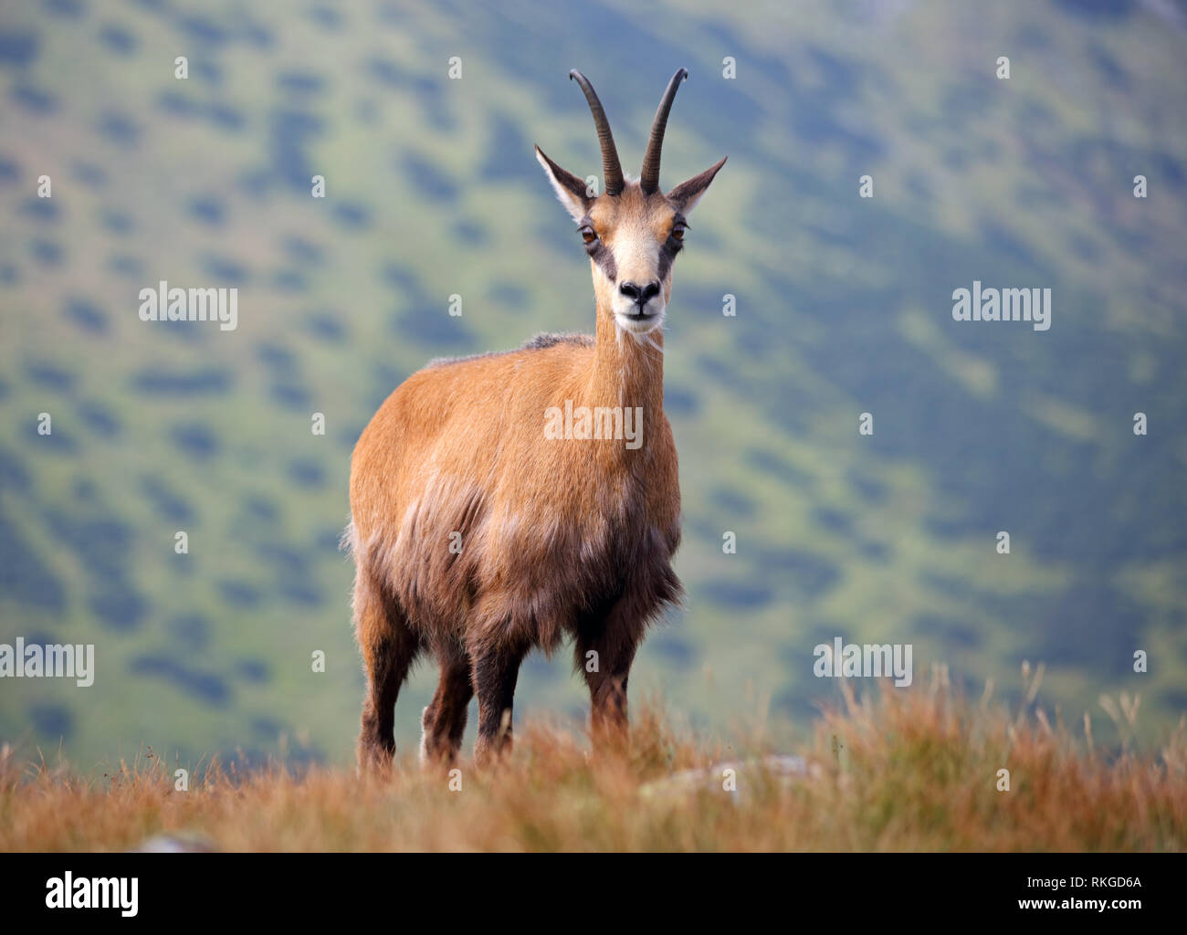 Dans la nature - Chamois Rupicapra, Tatras, Slovaquie Banque D'Images
