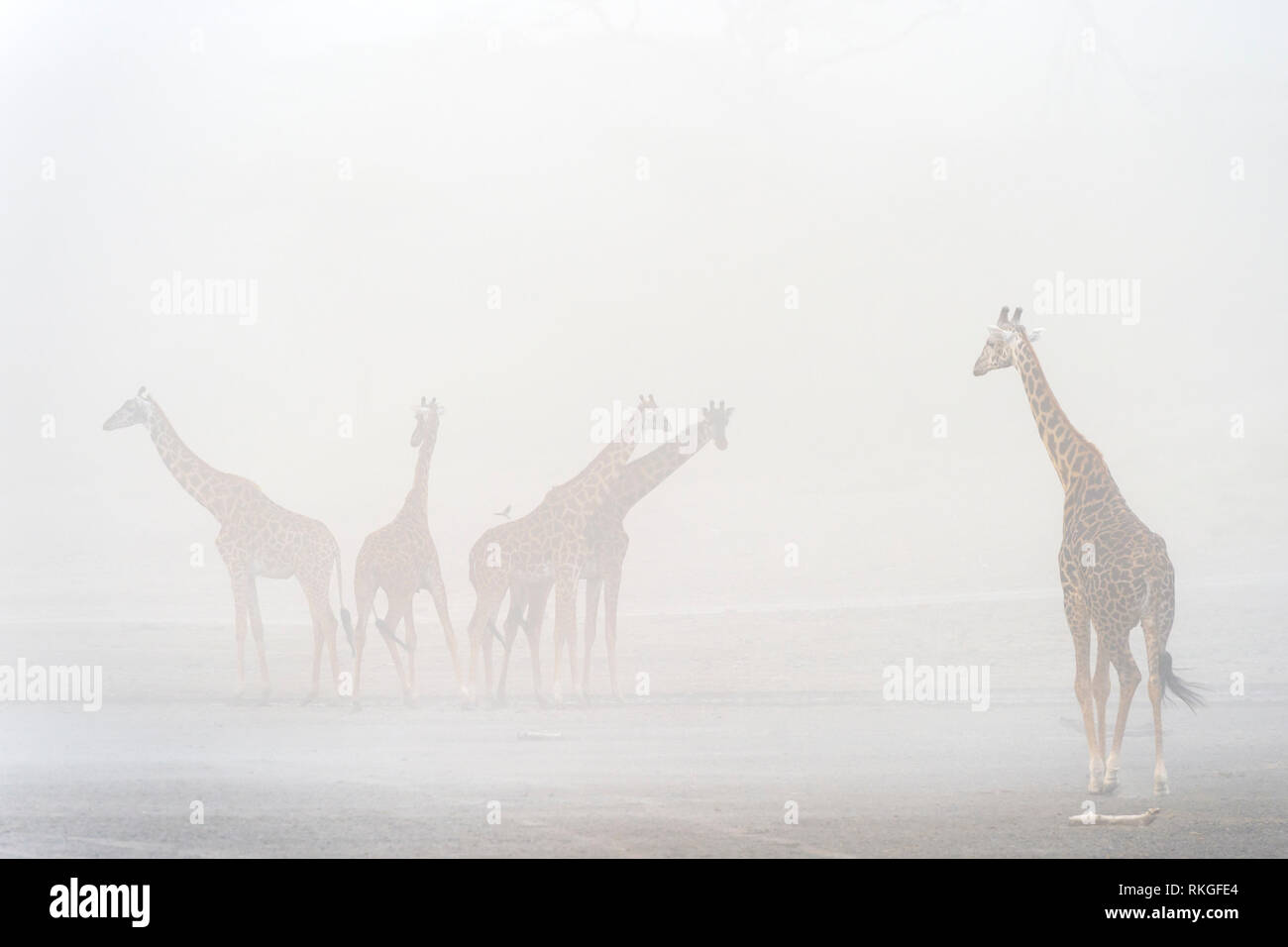 Petit troupeau de Girafe (Giraffa camelopardalis) dans la tempête, le lac Ndutu, Ngorongoro Conservation Area, Tanzania. Banque D'Images
