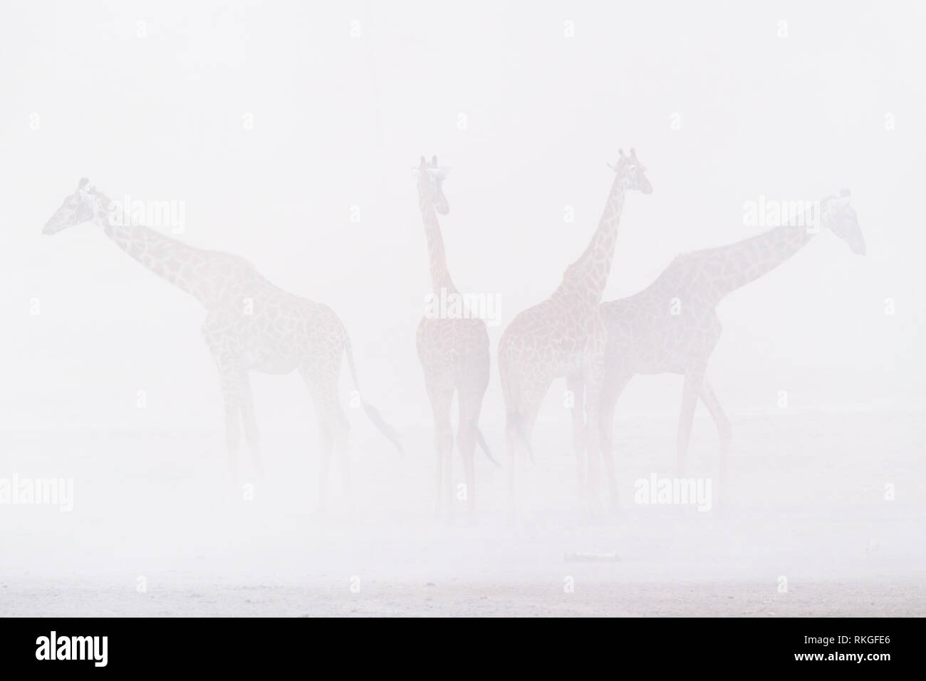 Petit troupeau de Girafe (Giraffa camelopardalis) dans la tempête, le lac Ndutu, Ngorongoro Conservation Area, Tanzania. Banque D'Images