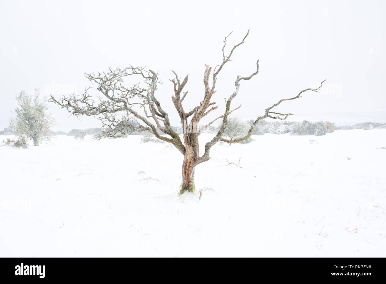 L'arbre recouvert de glace dans un paysage de neige. Banque D'Images