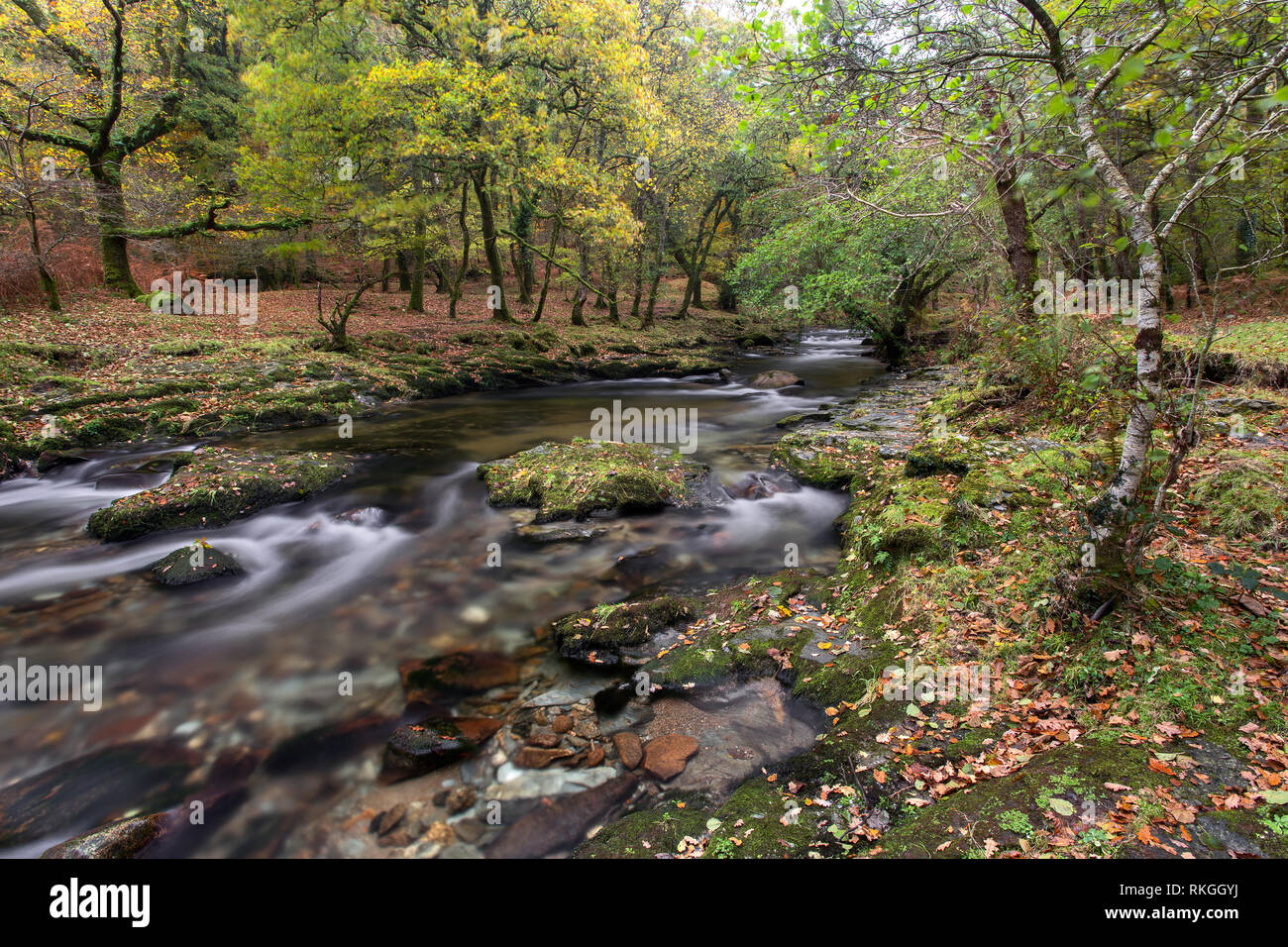 Au début de l'automne Walkham rivière Grenofen Devon Uk Banque D'Images Au début de l'automne Walkham rivière Grenofen Devon Uk Banque D'Images